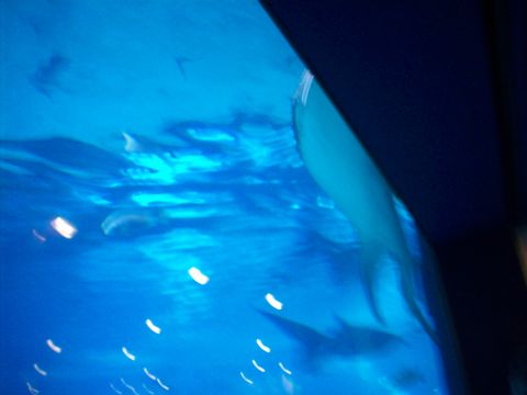 1985 Ford Bronco - Underwater view of fish swimming in a large tank with artificial lighting.
