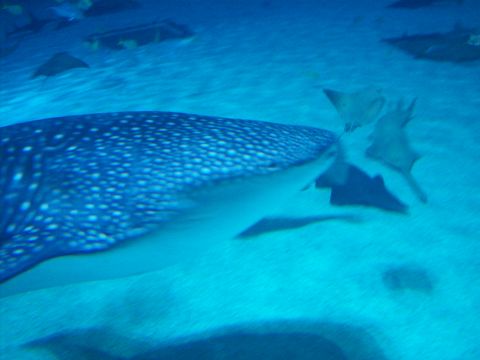 1985 Ford Bronco - A whale shark glides through the water, accompanied by several stingrays, in an underwater exhibit.