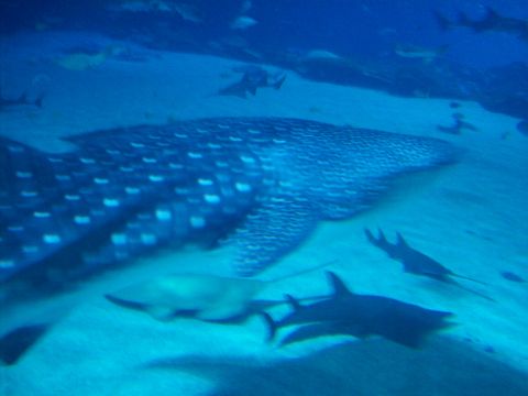 1985 Ford Bronco - Underwater scene a whale shark, sharks, and rays in blue water.