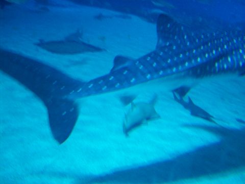 1985 Ford Bronco - Underwater scene with whale sharks and stingrays swimming in blue water.
