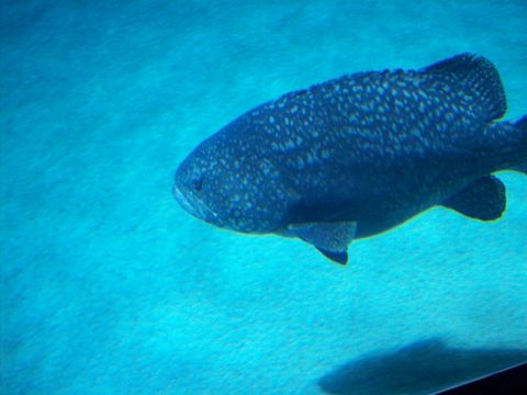 1985 Ford Bronco - A large fish with speckled skin glides through the clear blue water of an aquarium.