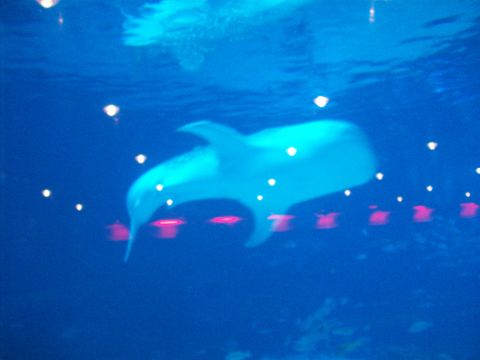 1985 Ford Bronco - A dolphin swims in an aquarium exhibit, illuminated by overhead lights and with blurred pink structures visible beneath the water.
