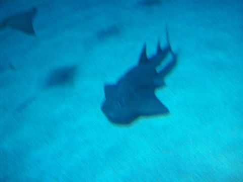 1985 Ford Bronco - Underwater scene with sharks and rays in a large aquarium exhibit.