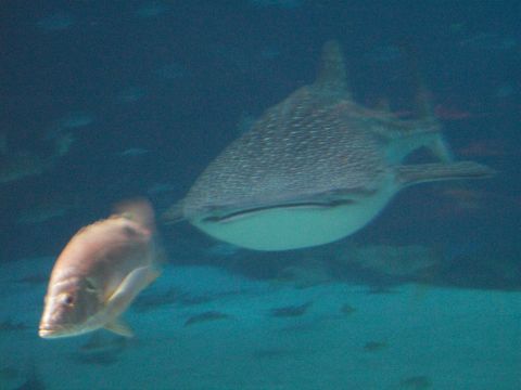 1985 Ford Bronco - A whale shark swims in the deep blue water next to a smaller fish.