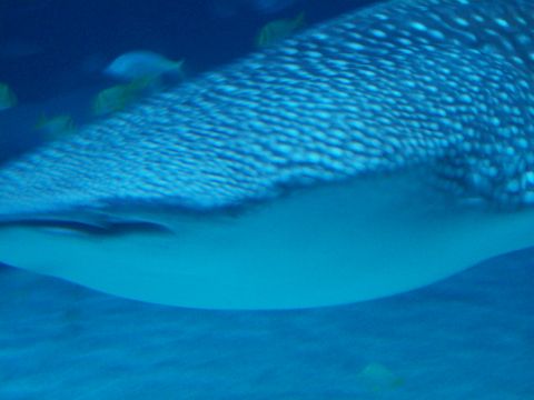 1985 Ford Bronco - A whale shark swims in the blue depths of an aquarium, surrounded by smaller fish.