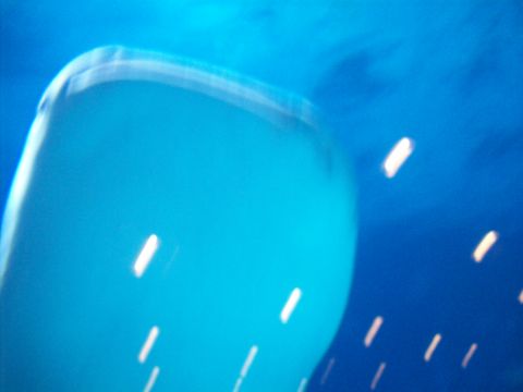 1985 Ford Bronco - Abstract view of a blue object with a white band, possibly a marine creature, in an aquarium setting.