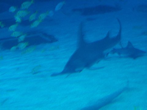 1985 Ford Bronco - Sharks and fish swim in the blue ocean water near the sandy seabed.
