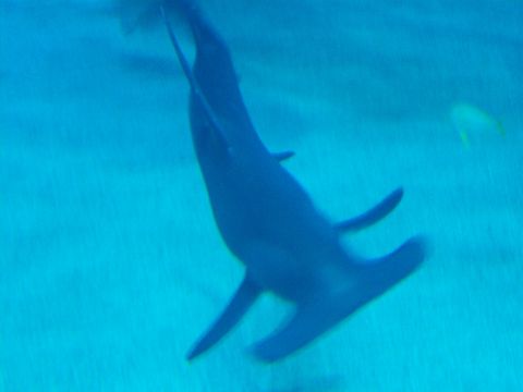 1985 Ford Bronco - A hammerhead shark swims in an aquarium environment.