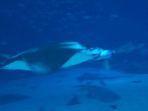 1985 Ford Bronco - A manta ray glides through the deep blue water of an aquarium exhibit.