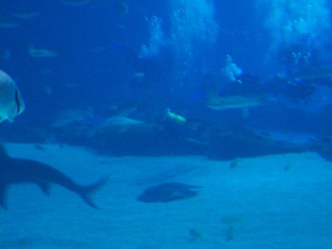 1985 Ford Bronco - Divers and marine life observed in an aquarium exhibit.