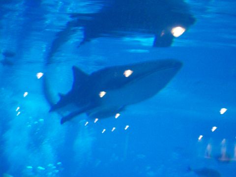 1985 Ford Bronco - A large whale shark glides through a bright blue aquarium tank, illuminated by overhead lights.