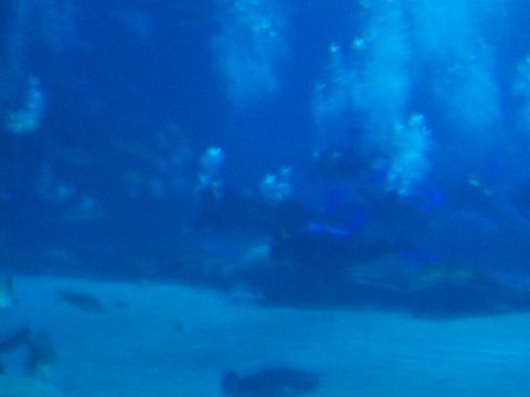 1985 Ford Bronco - Fish swim through an aquarium with bubbles rising in the blue water.