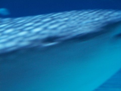 1985 Ford Bronco - A whale shark swims in the deep blue water, its distinctive spotted pattern visible.