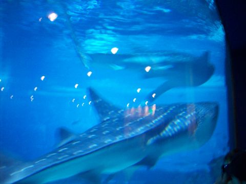 1985 Ford Bronco - Whale sharks are the largest fish in the ocean and are filter feeders.