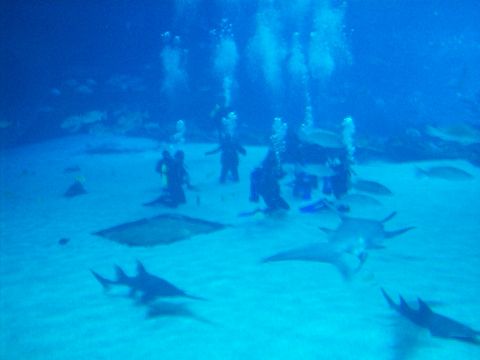 1985 Ford Bronco - Several divers explore an underwater exhibit populated by sharks and rays.