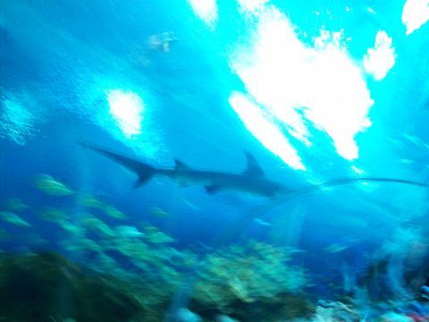 1985 Ford Bronco - A shark glides through the water with a school of fish, illuminated by bright lights from above in this underwater scene.