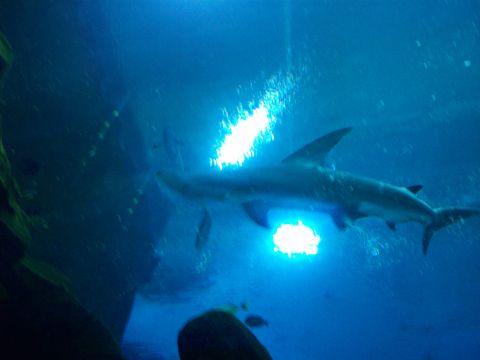 1985 Ford Bronco - Shark swims in blue water with bright lights.