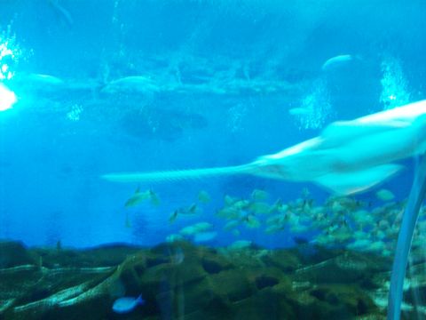 1985 Ford Bronco - A sawfish glides through an aquarium tank filled with various fish and underwater structures.