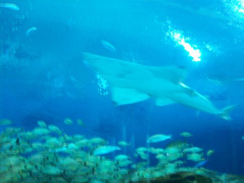 1985 Ford Bronco - A shark glides through the water above a large school of fish, likely in an aquarium setting.