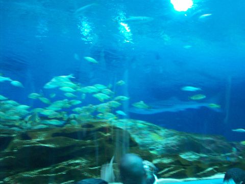 1985 Ford Bronco - A large school of fish swims in a blue underwater environment, with a rocky reef visible below.