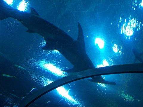 1985 Ford Bronco - A shark glides through the deep blue water of an aquarium, illuminated by overhead lights.