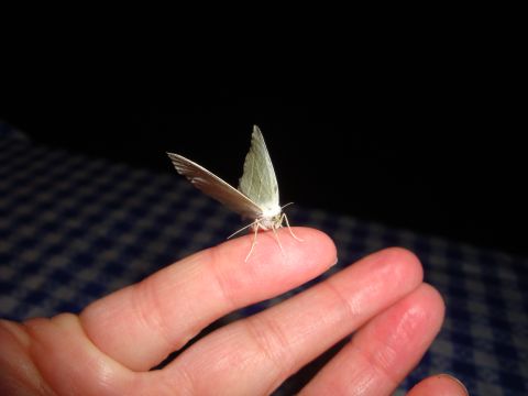 1978 Ford Bronco - A moth is perched on a finger, its wings open against a dark background.