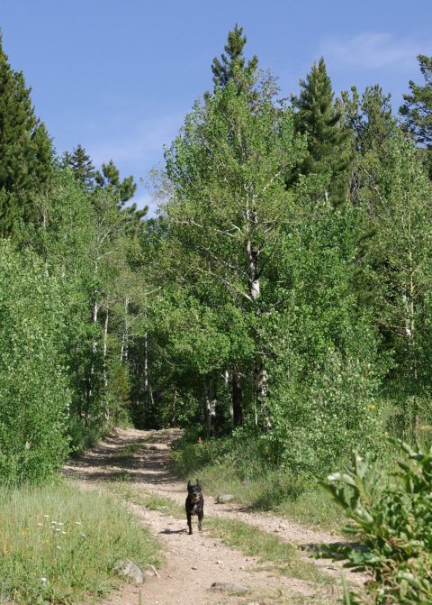 1995 Ford Bronco - A dog walks down a dirt road in a wooded area on a sunny day.