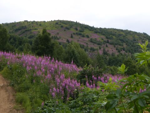2000 Ford E350 - A scenic view of a hillside covered in blooming purple wildflowers and lush green trees, with a dirt path winding through the foreground.