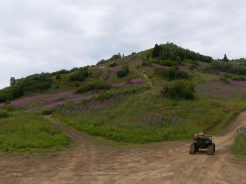 2000 Ford E350 - An all-terrain vehicle travels a dirt path through a landscape dotted with purple wildflowers.