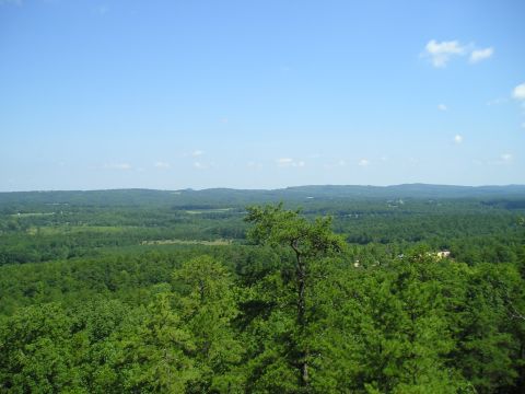 1989 Ford Bronco - A scenic vista of dense green forest stretching to the horizon under a clear blue sky.