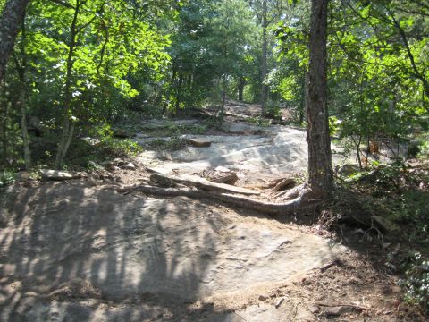 1978 Ford Bronco - A sun-dappled forest path winds through rocks and trees.