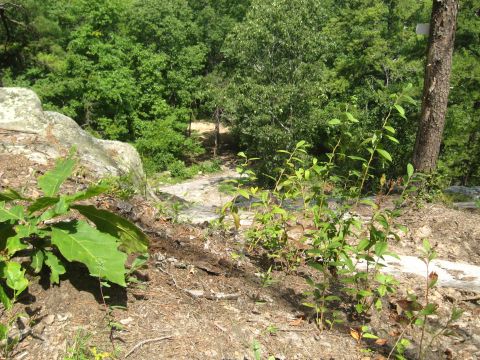 1978 Ford Bronco - A view of a natural landscape with trees, rocks, and a winding path through the woods.