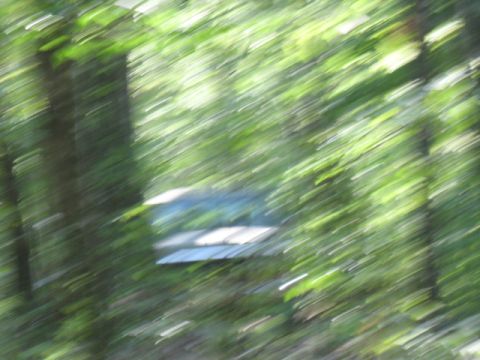 1978 Ford Bronco - A blurry vehicle is seen through dense foliage, making identification difficult.