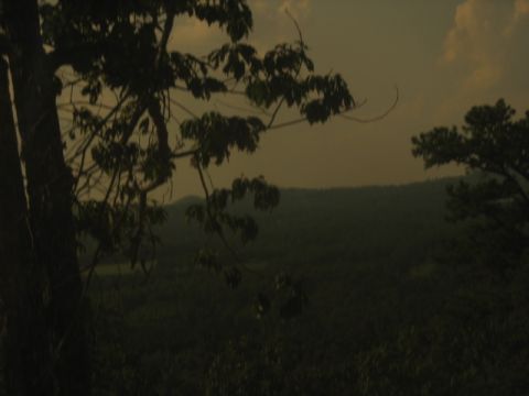1978 Ford Bronco - A view of rolling hills and dense foliage under a muted sky, framed by tree branches.
