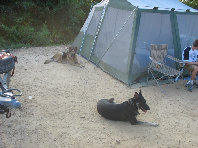 Two German Shepherd dogs lie on the sand near a large tent. A person sits in a chair to the right