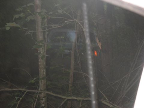 1978 Ford Bronco - A vehicle is barely visible through dense foliage in a wooded area at dusk.