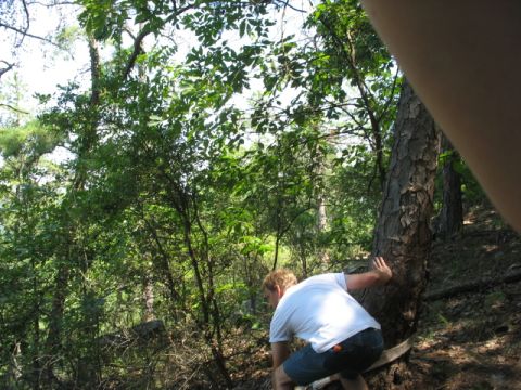 1978 Ford Bronco - A person is seen climbing a tree in a wooded area.