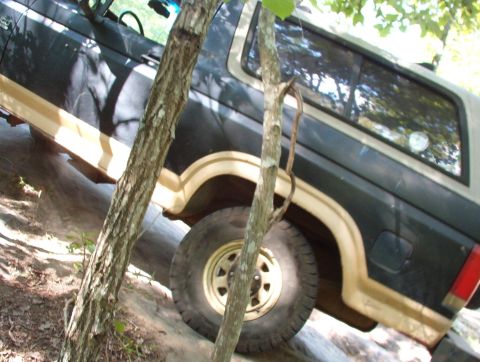 1983 Ford Bronco - ...and I even tried some skinny pedal. [url=http://www.supermotors.net/registry/media/747074] http://www.supermotors.net/getfile/747074/thu…