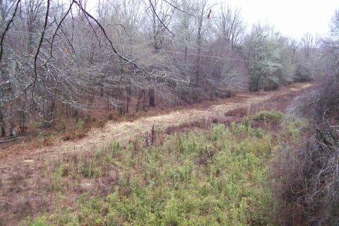 1982 Ford E350 - A rural road is barely visible through dense vegetation and trees.