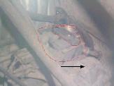 1989 Ford F-150 - A partial view of a vehicle's component is visible, obscured by debris and foliage.