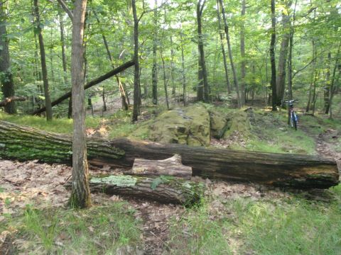 1981 Garelli Rally Sport - A bicycle is parked on a trail next to a large fallen tree in a wooded area.