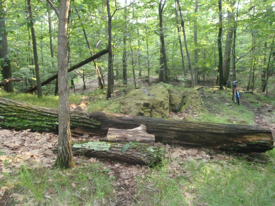 Forest path with a large fallen tree in the foreground and a bicycle parked on the right