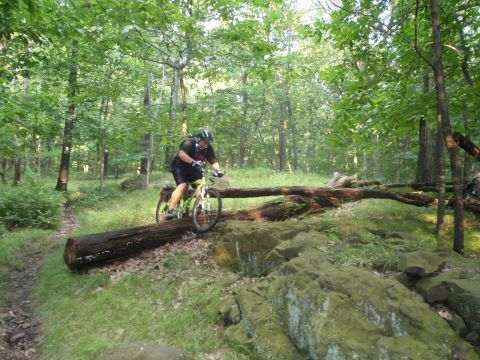 1981 Garelli Rally Sport - A mountain biker navigates a challenging obstacle on a wooded trail.