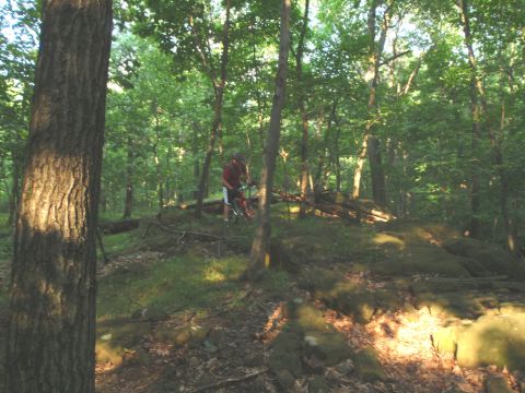 1981 Garelli Rally Sport - A person rides a mountain bike through a wooded area with trees and rocks.