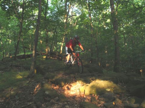 1981 Garelli Rally Sport - A mountain biker navigates a rocky path through a sun-dappled forest.