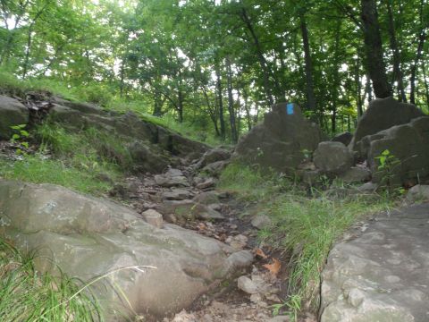 1981 Garelli Rally Sport - A challenging rocky trail winds through a dense forest, marked with a blue blaze on a large boulder.