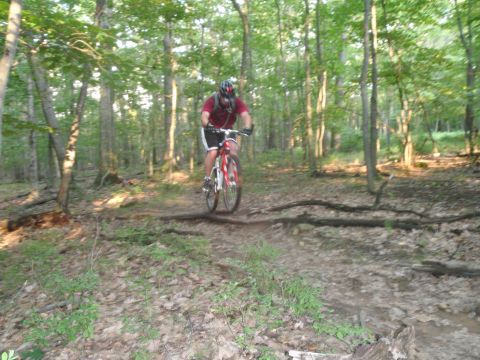 1981 Garelli Rally Sport - A person rides a bicycle through a wooded area on a dirt path.