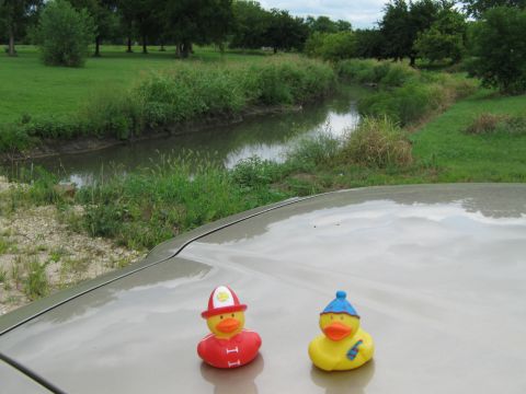 2000 Mercury Grand Marquis - Two novelty rubber ducks are placed on the hood of a car, with a natural landscape visible behind them.