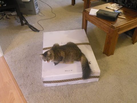 1998 Subaru Legacy - A cat is lying on a box in a room with carpet and wooden furniture.