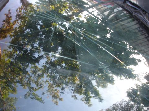 1991 Ford Taurus - Reflection of trees and sky on a cracked windshield.